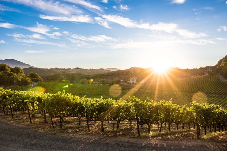 Napa Valley vineyard with sun setting behind.